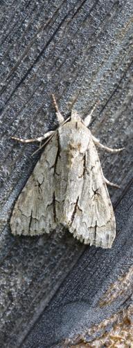 Réf. 345 481 : Acronicta sp.